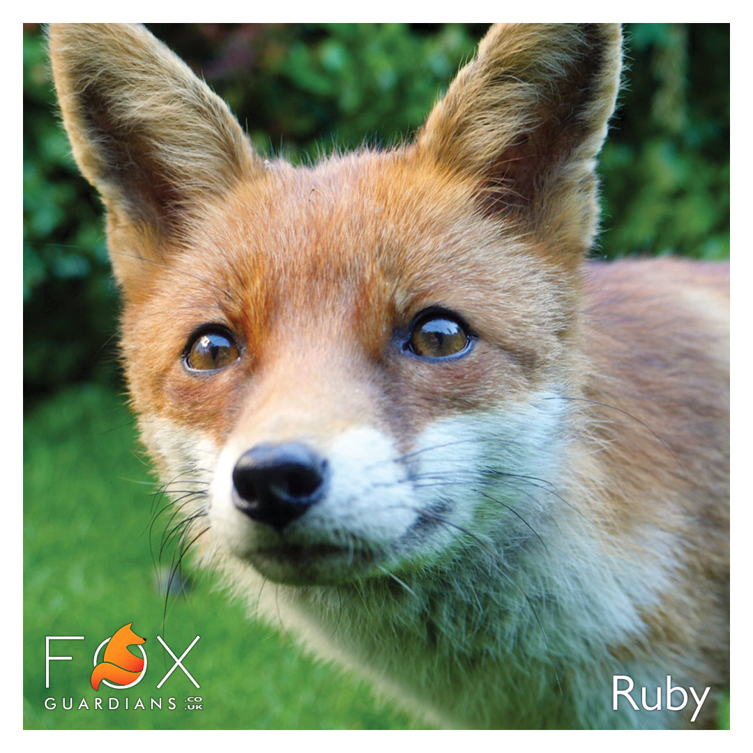 Ruby Fox Guardians