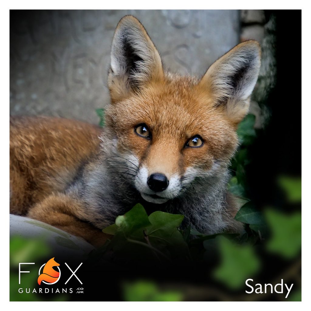 sandy-fox-guardians