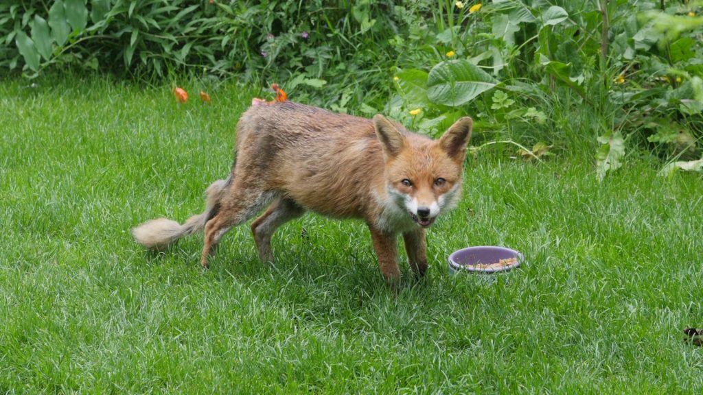 can you feed foxes dog biscuits