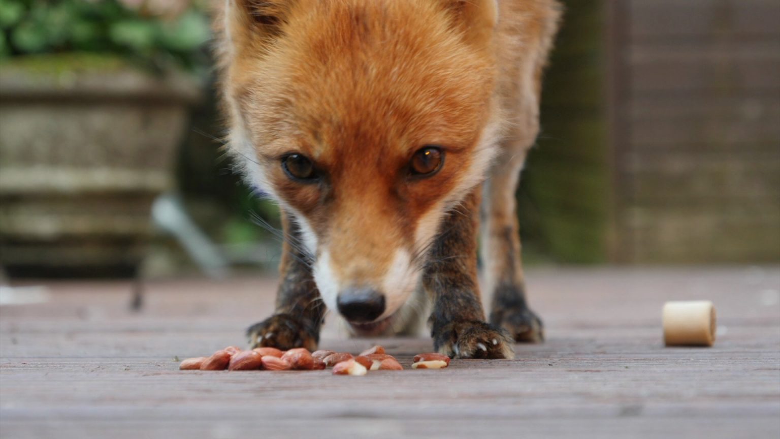 What food is best for Foxes? Fox Guardians