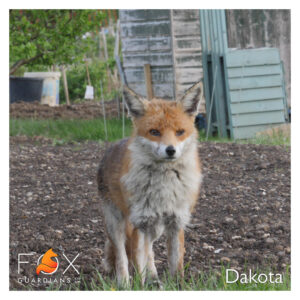 Dakota the Fox