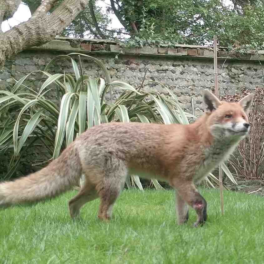 How to help an injured fox - Fox Guardians