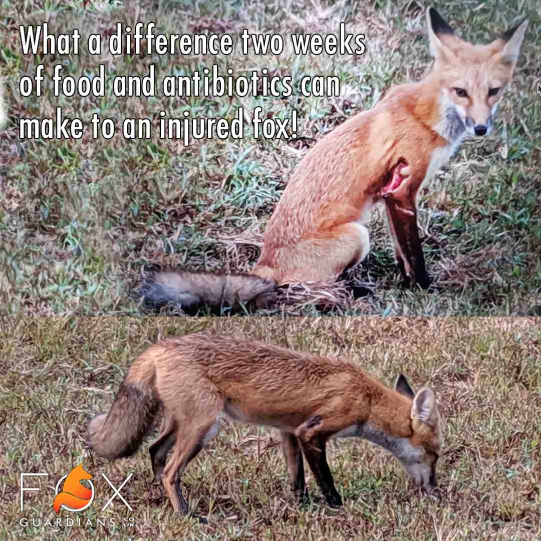 How To Help An Injured Fox Fox Guardians