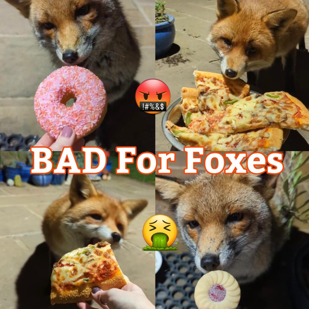 can you feed a fox dog food